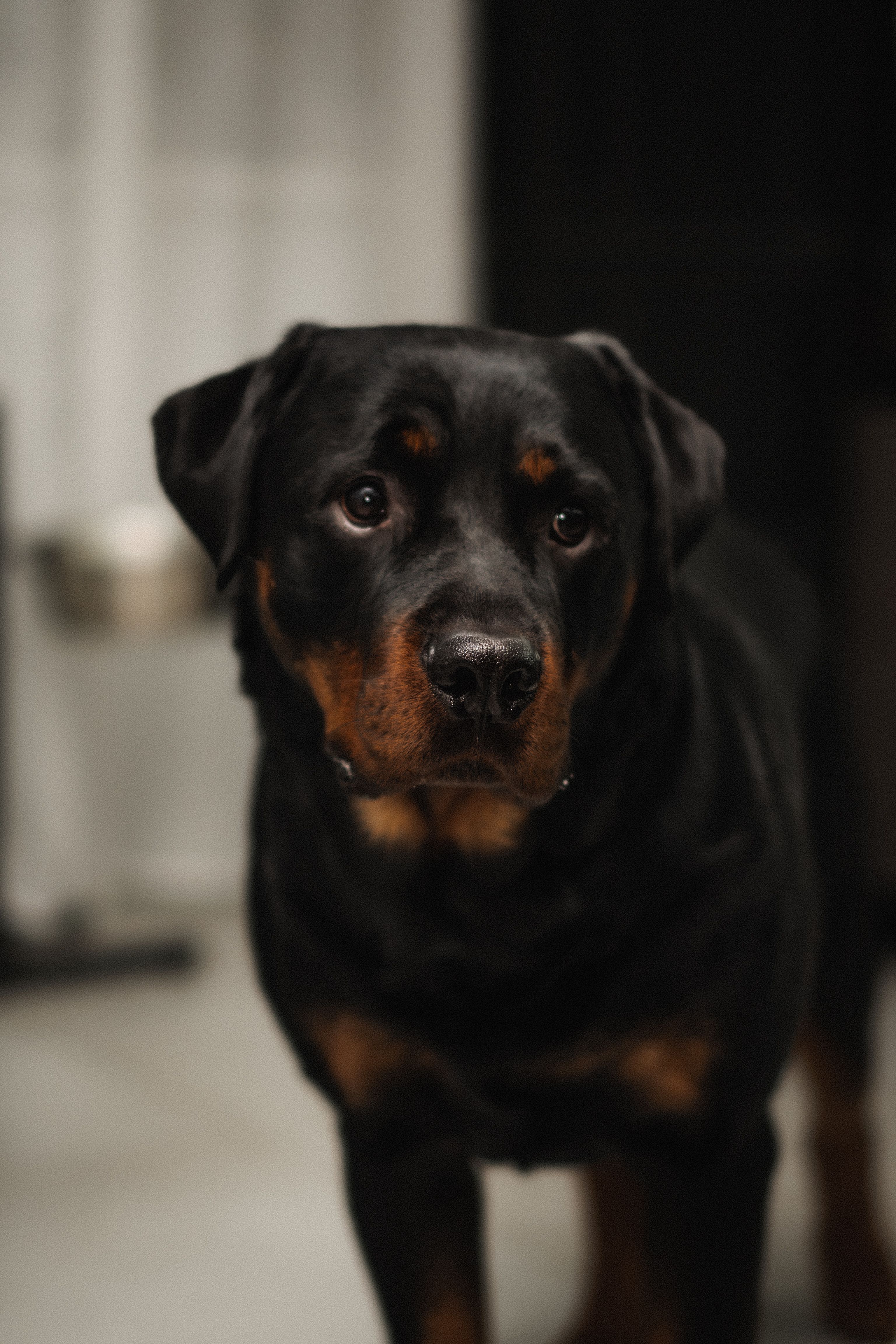 A powerful Rottweiler in a dark, editorial-style setting