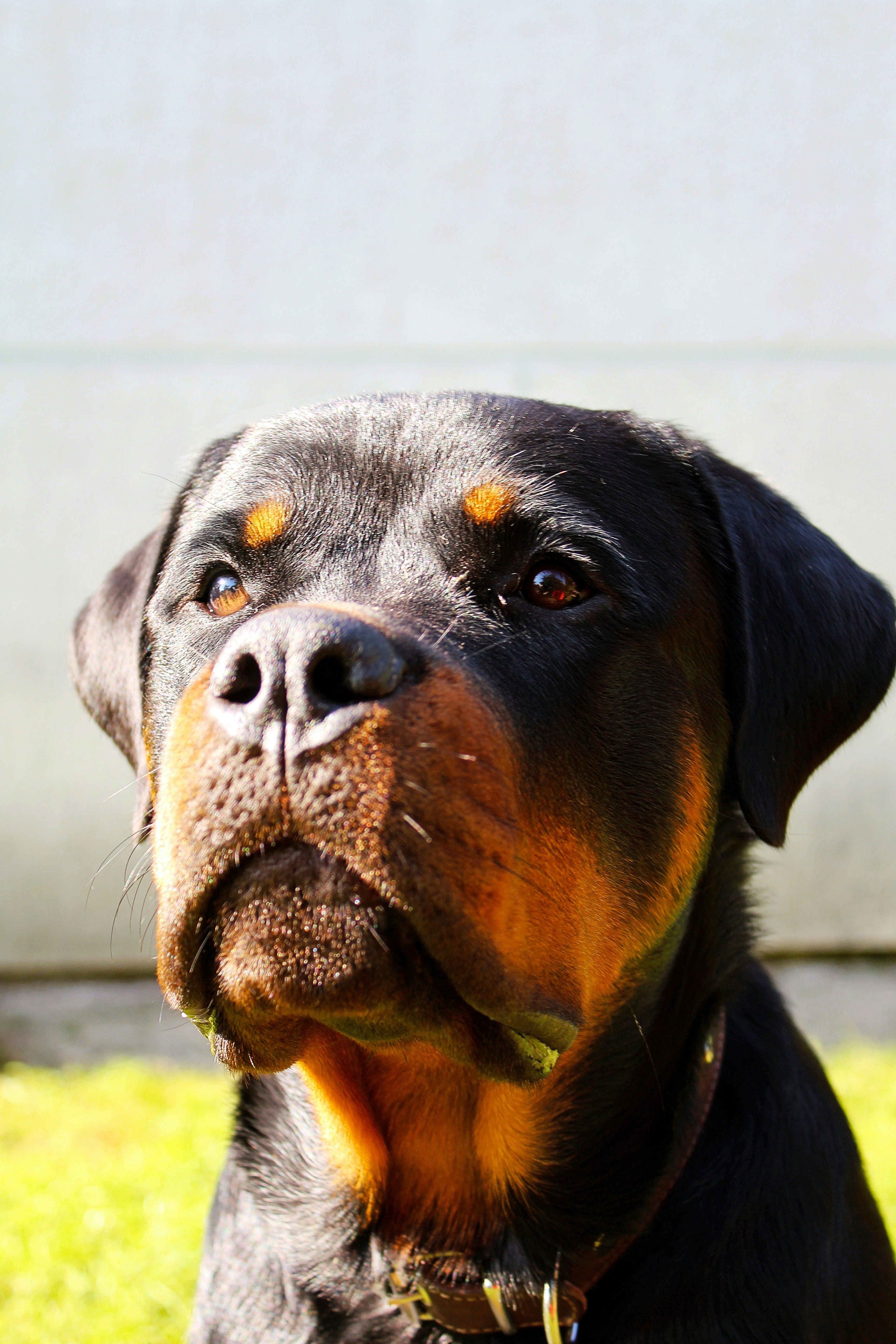 An adult Rottweiler with a calm, noble expression in a minimalist interior